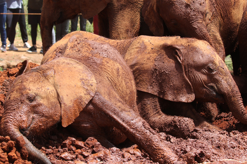 Tour di un giorno dell&#039;orfanotrofio degli elefanti, delle giraffe e di Bomas of Kenya