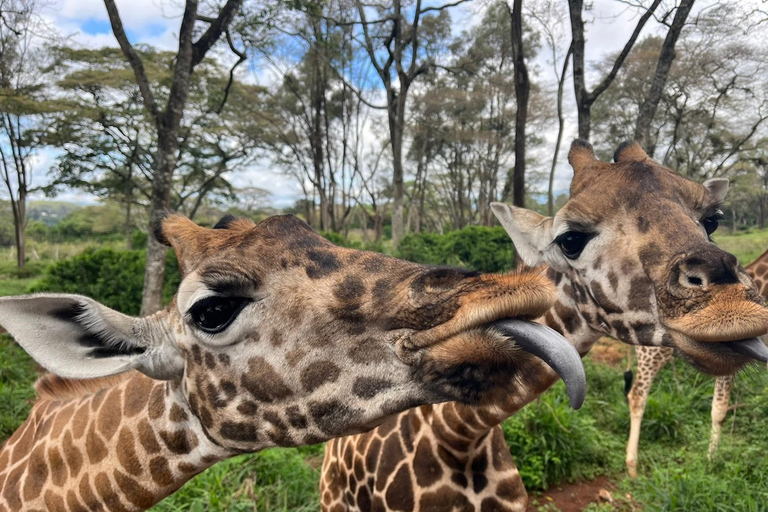 Tour di un giorno dell&#039;orfanotrofio degli elefanti, delle giraffe e di Bomas of Kenya