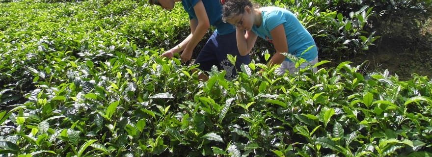 Victoria : Visite guidée des points forts de la ville avec déjeuner