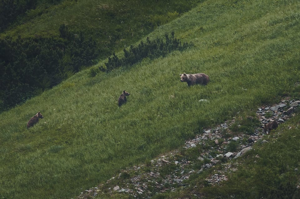 Hautes Tatras Randonn E D Observation Des Ours En Slovaquie