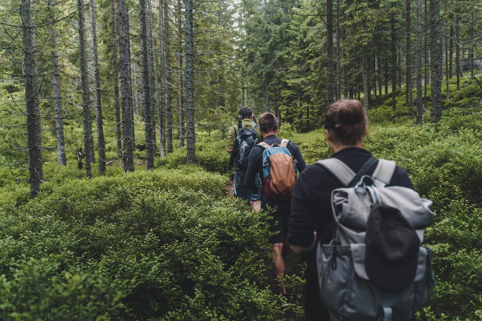 Hautes Tatras Randonnée d observation des ours en Slovaquie