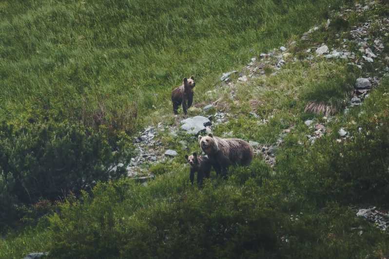 Hohe Tatra: Bärenbeobachtungstour in der Slowakei