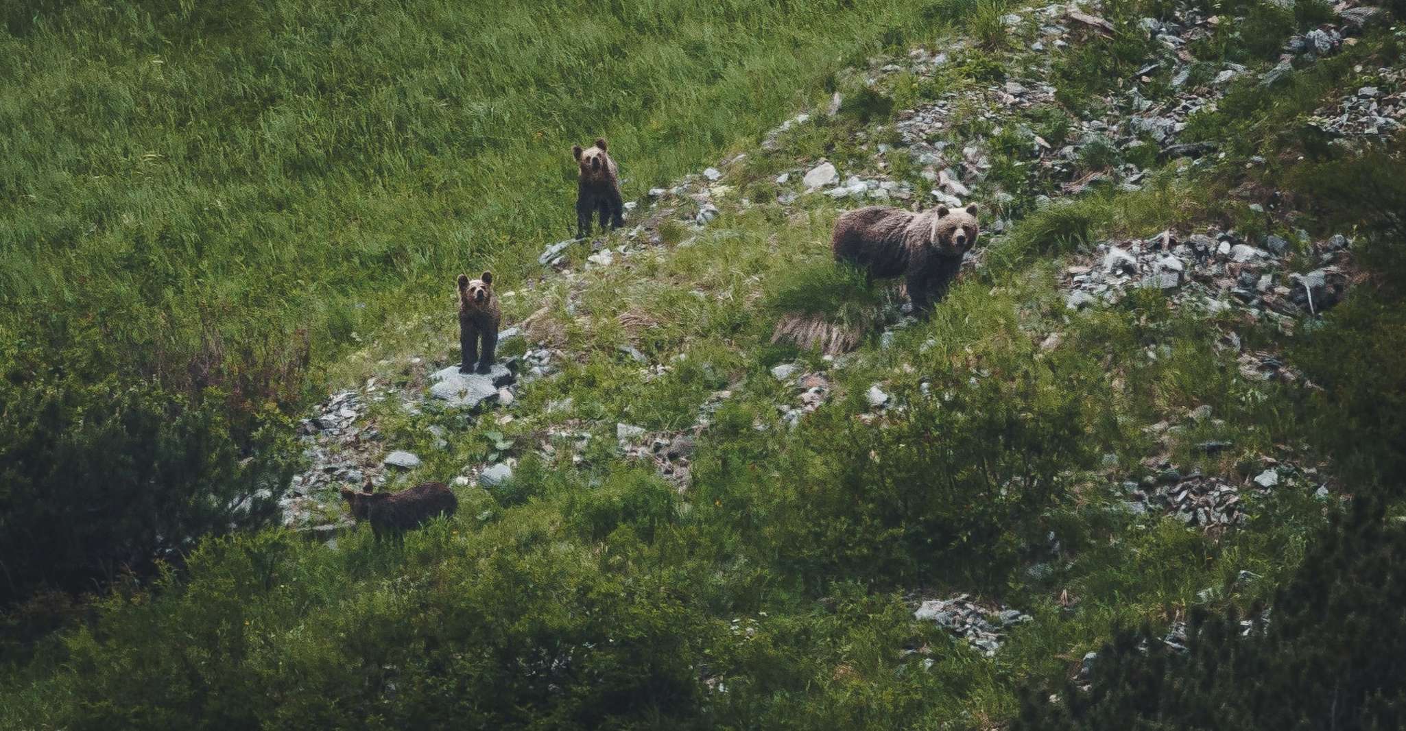 High Tatras, Bearwatching Hiking Tour in Slovakia - Housity