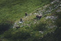 High Tatras, Bearwatching Hiking Tour in Slovakia - Housity