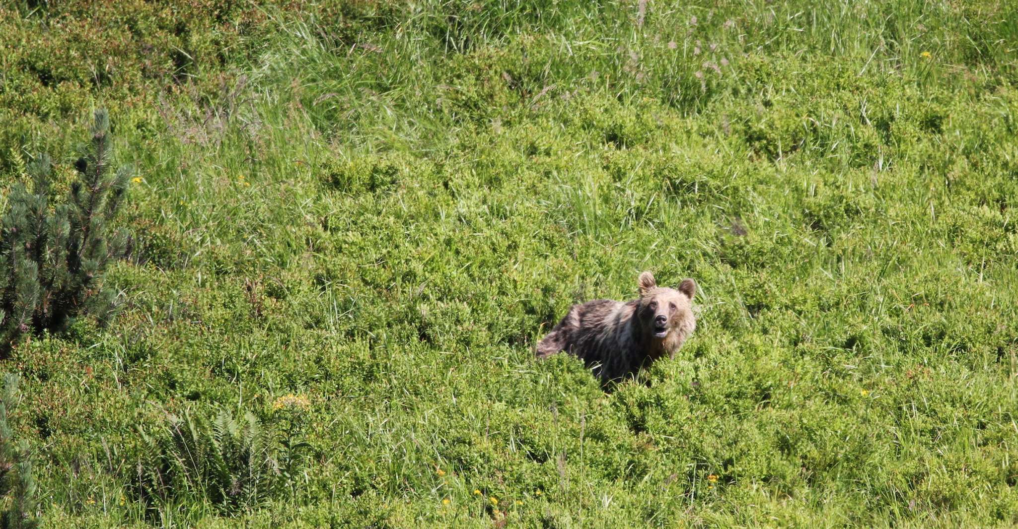 High Tatras, Bearwatching Hiking Tour in Slovakia - Housity