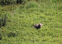High Tatras, Bearwatching Hiking Tour in Slovakia - Housity