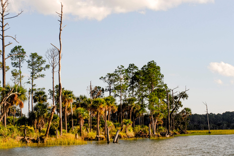 Savannah: observação de golfinhos e cruzeiro ecológico pela vida selvagem