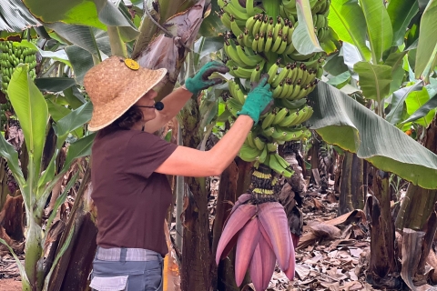 Tenerife : Finca Las Margaritas Banana experienceVisite guidée en espagnol et en anglais