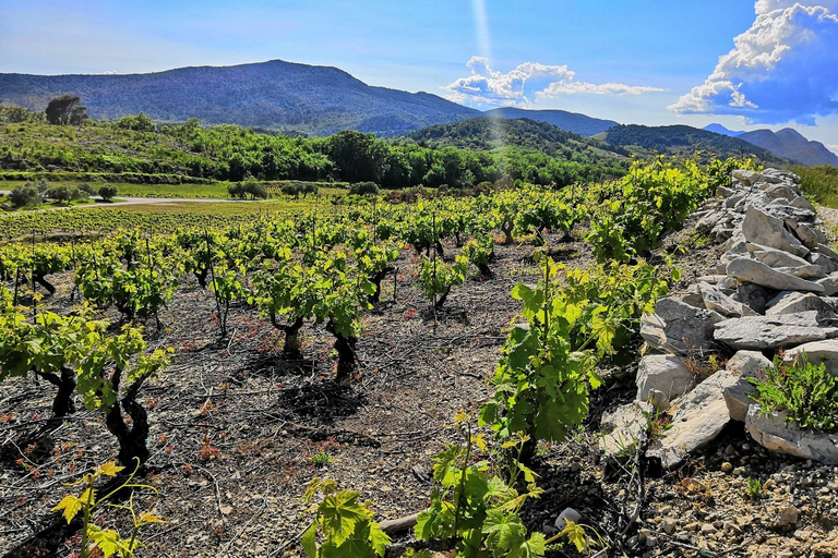 #pelješac Von Dubrovnik aus: Wein- und Gastro-Tour für bis zu 8 Personen