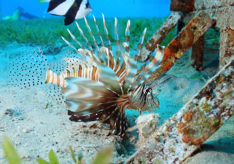 From Playa del Carmen Cozumel Catamaran & Snorkeling Tour GetYourGuide