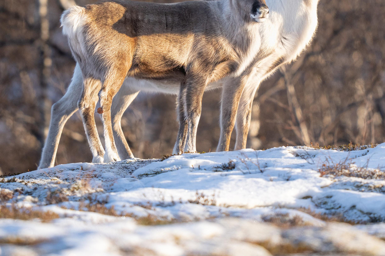 Abisko: Photo Hike with Professional Photographer Abisko: Photo Hike/Snowshoe Hike with Photographer