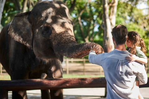 Bali Zoo: Breakfast with the Orangutans Orangutan Breakfast & Elephant Mud Fun, with transfers