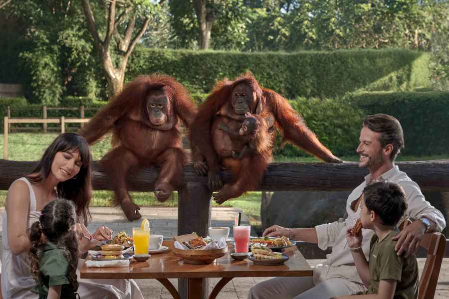 Zoo von Bali: Frühstück mit Orang-Utans. Foto: GetYourGuide