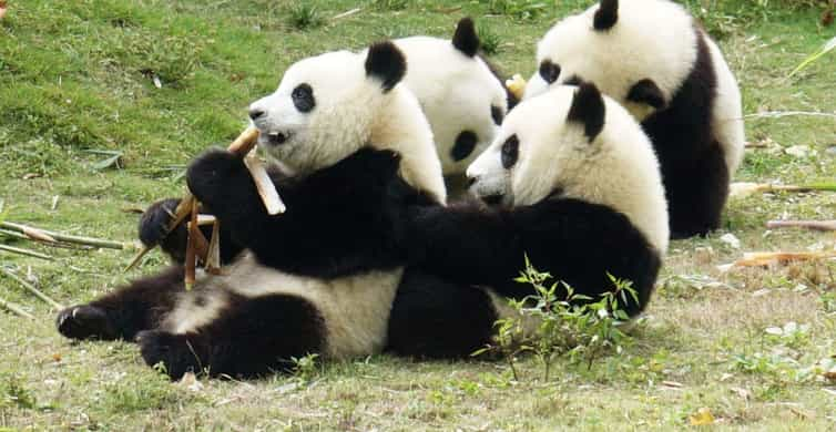 Panda gigante, Historias