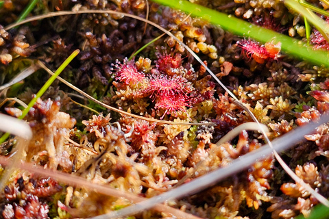 Ķemeri Great Bog With Optional Sunrise & Jūrmala Visit Ķemeri Bog Shared Small Group Tour