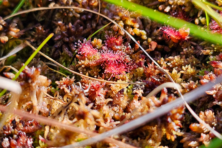 Ķemeri Great Bog With Optional Sunrise & Jūrmala Visit Ķemeri Bog Shared Small Group Tour