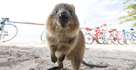 Perth: Rottnest Island Ferry Round-Trip Ticket