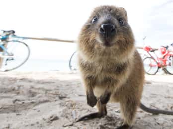 Z Fremantle: bilet powrotny na prom na wyspę Rottnest