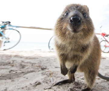 From Fremantle: Return Rottnest Island Ferry Ticket