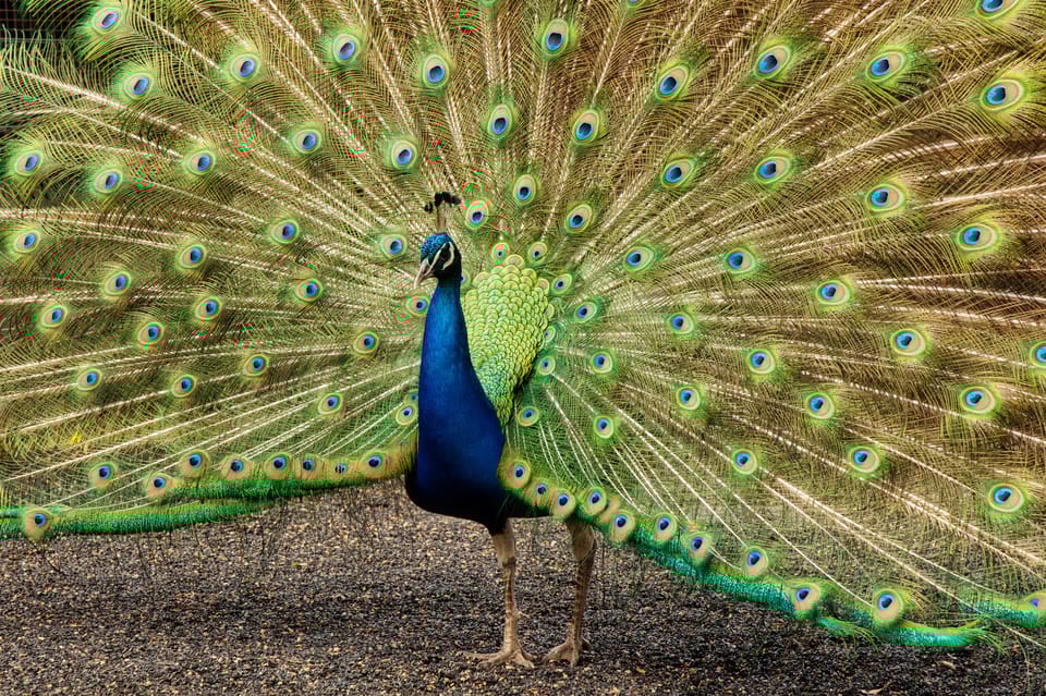 Hunter Valley Hunter Valley Wildlife Park Entry Ticket GetYourGuide