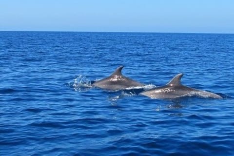 Private Dolphin Swim/Snorkeling & Lunch on Benitiers island
