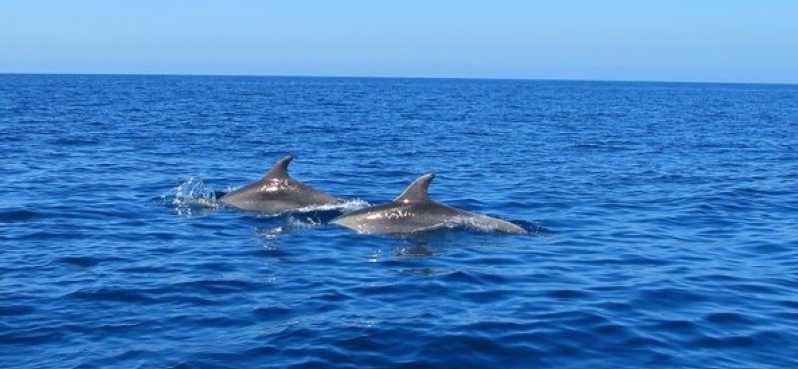 Маврикий: частное плавание с дельфинами на острове Бенитье