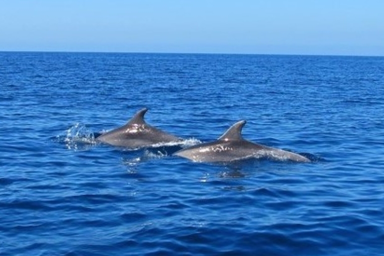 Mauritius: Privatschwimmen mit Delfinen auf der Insel Benitiers