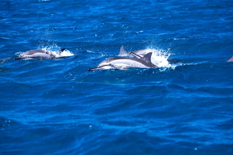 Dolphins Swim With You - A Wonderful Experience
