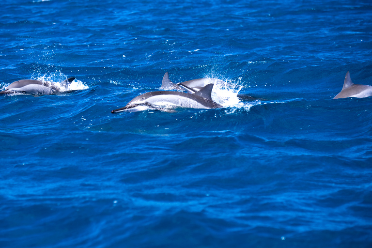 Mauritius: Snorkel and Swim with Dolphins on Speedboat Tour