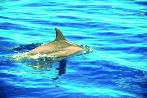 Dolphins Swim With You - A Wonderful Experience