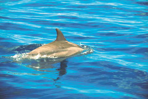 Mauritius: Fai snorkeling e nuota con i delfini con un tour in motoscafoMauritius: fai snorkeling e nuota con i delfini durante il tour in motoscafo