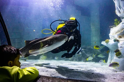 Billet d'entrée pour une journée complète au SEA LIFE Porto