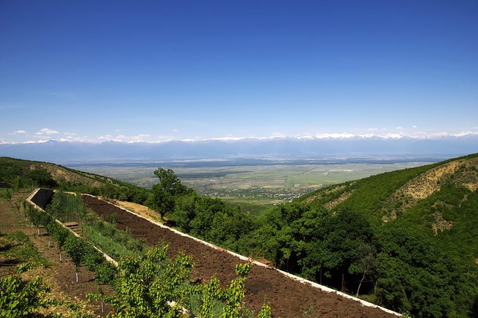 From Tbilisi Kakheti Sighnaghi Guided Day Trip With Wine Getyourguide