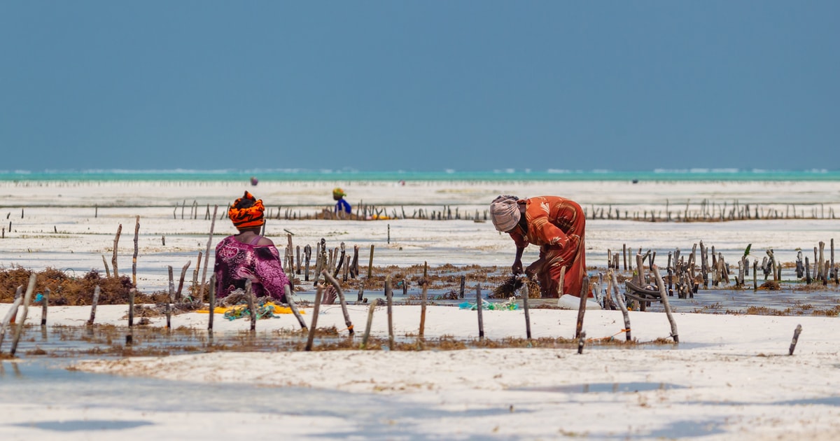 Zanzibar Kuza Grottan Och Sea Weed Farm Tur Getyourguide