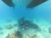 ファハルド、イカコス島カタマランツアー、シュノーケリング＆ランチ - Housity