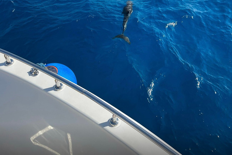 El Cairo: Excursión VIP de lujo para hacer snorkel con traslado opcional