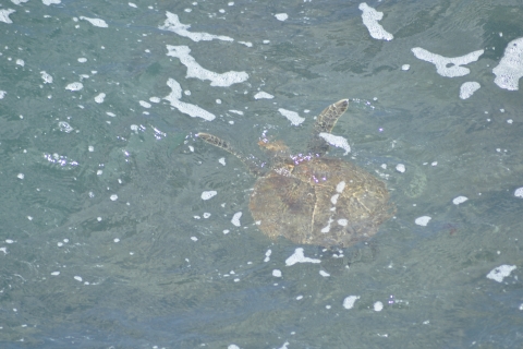 Boavista: Zegarek Green Turtle, Sandboard i lokalny smak