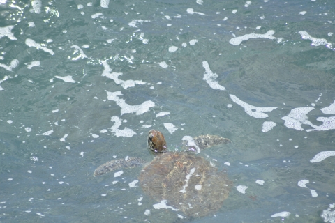 Boavista : Observation des tortues vertes, planche à voile et saveurs locales