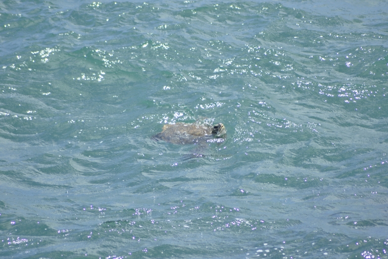 Boavista: Green Turtle Watch, Sandboard & lokale smaakPrivé Excursie