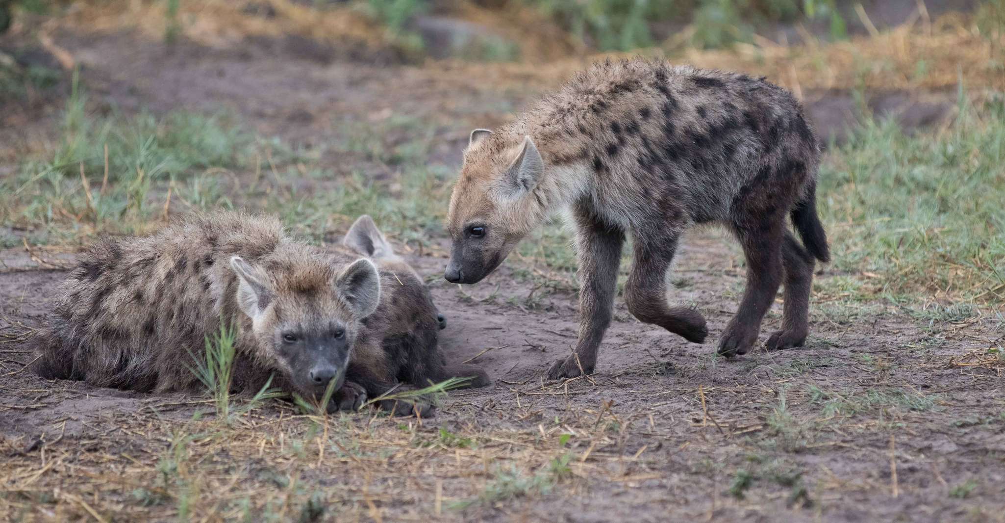 Chhobe全日赛跑和Safari游艇 - Hizvo