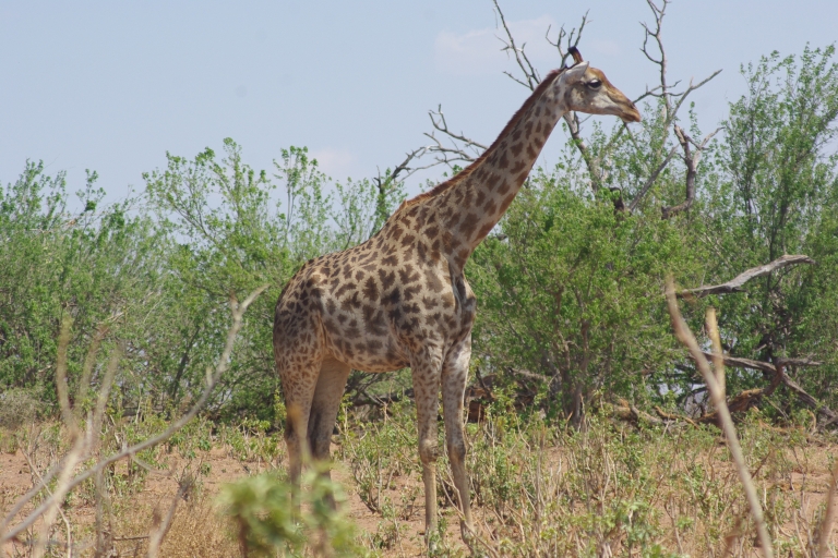 Całodniowy safari w Chobe i rejs statkiem Safari