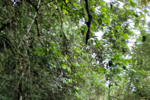 CAMINHO DO OURO - Geführte Tour durch den Atlantischen Wald, Wasserfälle und Geschichten.