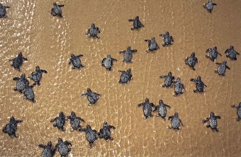 Boavista Turtle watching & Beach Tour | GetYourGuide