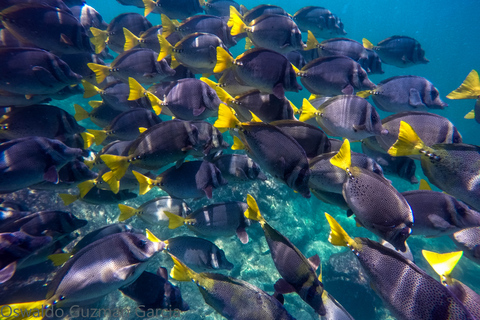 Puerto Vallarta: Crucero en megayate por YelapaCheck-in en Puerto Mágico Puerto Vallarta