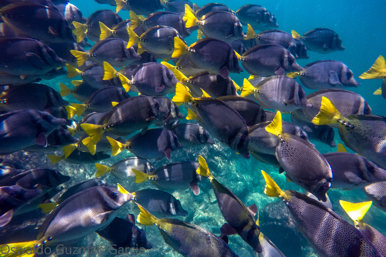Puerto Vallarta: Crucero en megayate por YelapaCheck-in en Puerto Mágico Puerto Vallarta