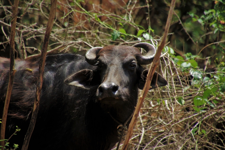Sri Lanka: 2-dniowa wycieczka 4 miejsca dziedzictwa UNESCO + wycieczka po dzikiej przyrodzie