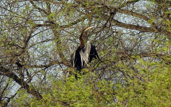 Entdecke den Vogelhimmel in Sultanpur an einem Tag von Delhi aus