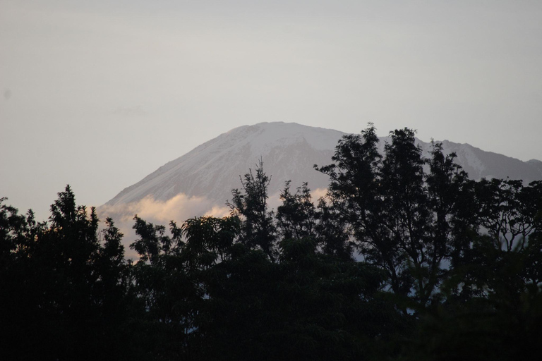 1-Day Kilimanjaro Hike to Mandara Hut