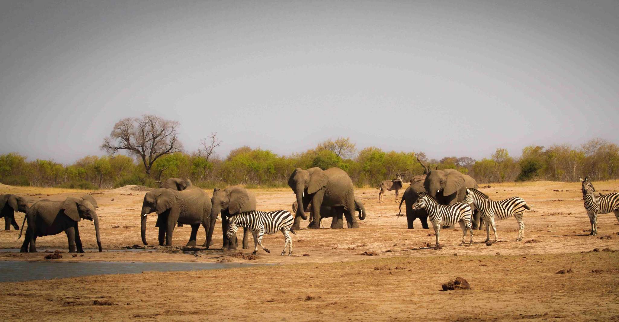 Suitetrails - Safari , Full Day Chobe National Park Safari with Lunch