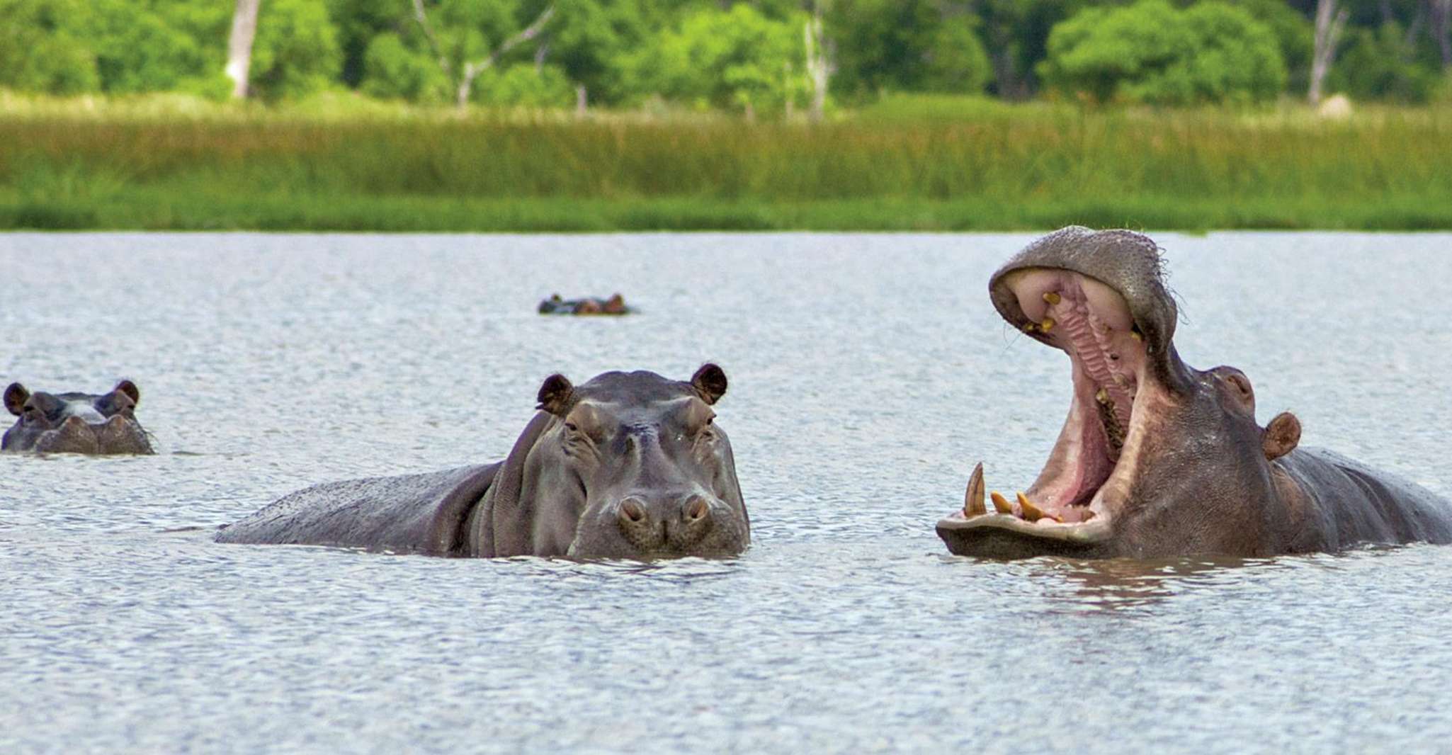 Suitetrails - Safari , Full Day Chobe National Park Safari with Lunch